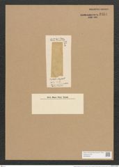 Mastogloia elongata Lend.-Fortm. (de-Toni-Nr.: Genus 26, Species 1290) Zeichnungen Sammlung Grunow Nr. 2454 (NHMW-BOT-W0369625)